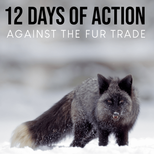 12 DAYS OF ACTION 